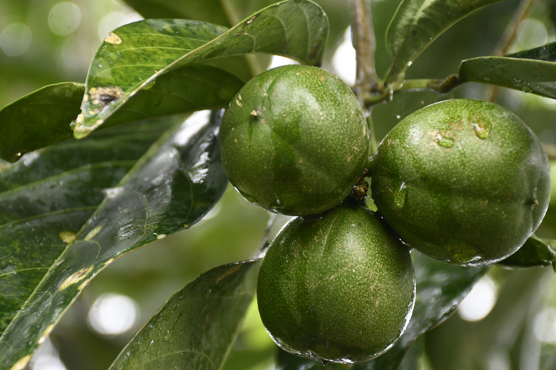Cacay Nut Tree - The oil derives from an evergreen tree that produces a fruit called cacay (caryodendron orinocense) and is indigenous to Venezuela, Colombia, Ecuador, Peru and Brazil. 
