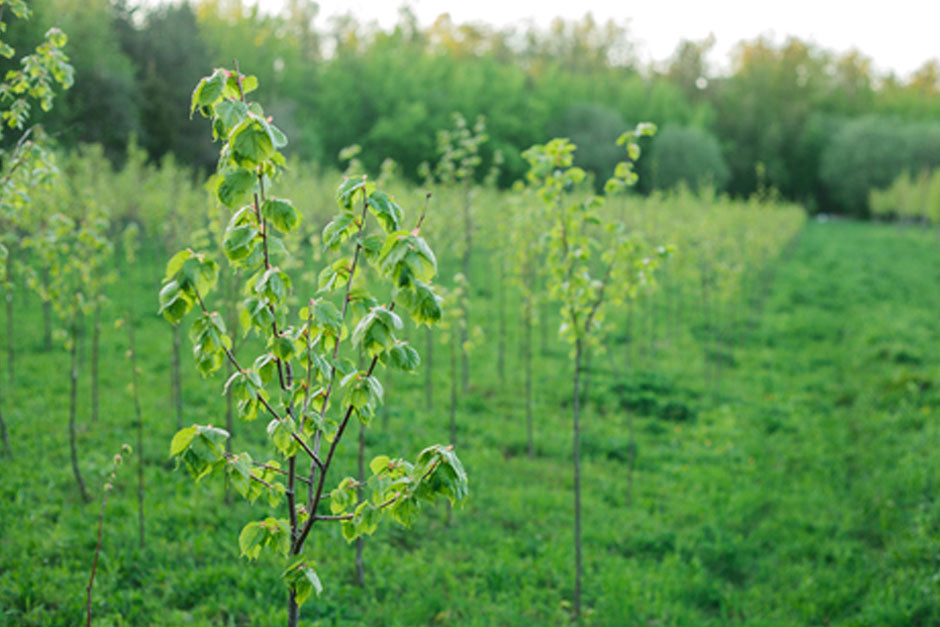 One Tree at a Time