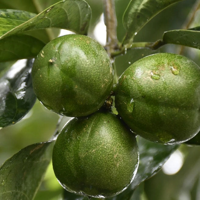 Colombian Cacay Oil