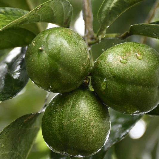 Colombian Cacay Oil