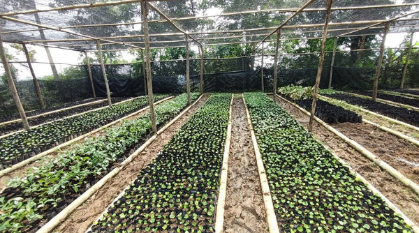 Tree Planting Donation