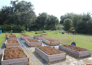 Tree Planting Donation