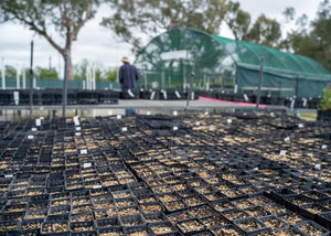 Tree Planting Donation