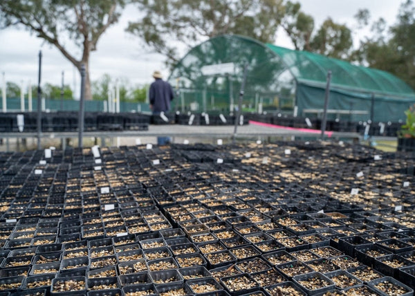 Tree Planting Donation