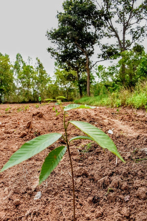 Tree Planting Donation