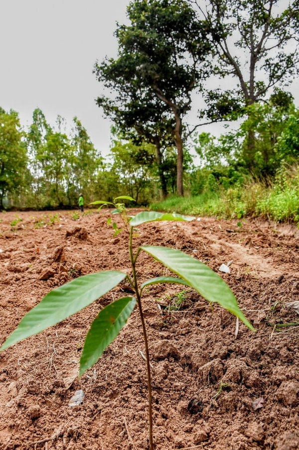 Tree Planting Donation